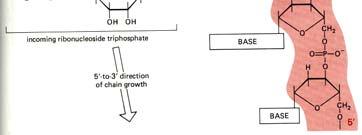 hydrolysis of NTP and subsequently of pyrophosphate are