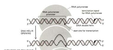 [ RNA-polymerase ] (17) 3 versions in eukaryotes make different