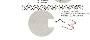 molecule experiments beginning Promoter: region of DNA with a