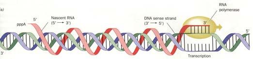 Either: 1. RNAP and RNA wind around DNA OR: 2.