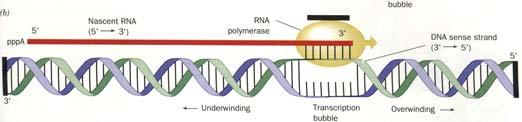will happen in any process that separates the strands of DNA