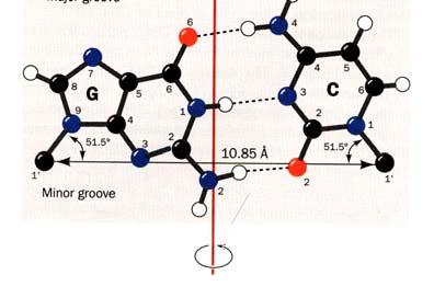 GC pairs are stronger than AT, 3 vs 2 hydrogen bonds.
