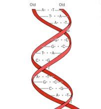 Information storage by DNA Molecule has a sequence.