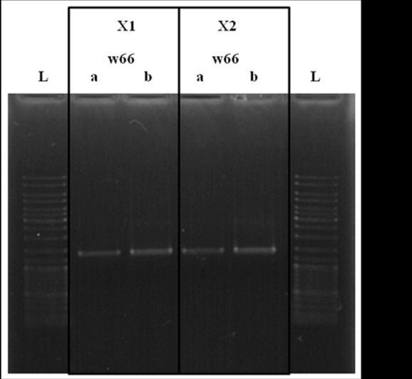 sestavo in raznolikost mikrobne združbe bioreaktorjev X1 in X2 v zadnjem tednu obratovanja (w66).