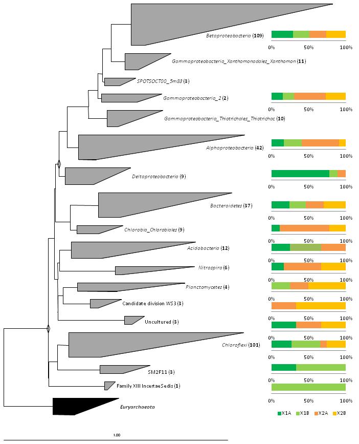 44 Slika 14: Filogenetsko drevo zaporedij gena za 16S rrna bakterij, ki smo jih pridobili iz bioreaktorjev X1 (genski knjižnici X1A in X1B) in X2 (genski knjižnici X2A in X2B), izdelano z