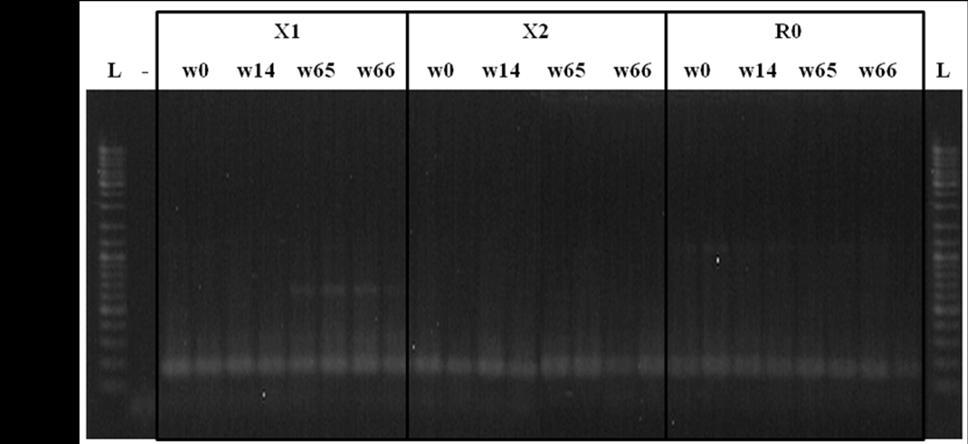 Slika 15: S PCR pomnoženi bakterijski lakazni geni iz bioreaktorjev z dodatkom diazepama (X1, X2) ter kontrolnega bioreaktorja (R0) na agaroznem gelu.