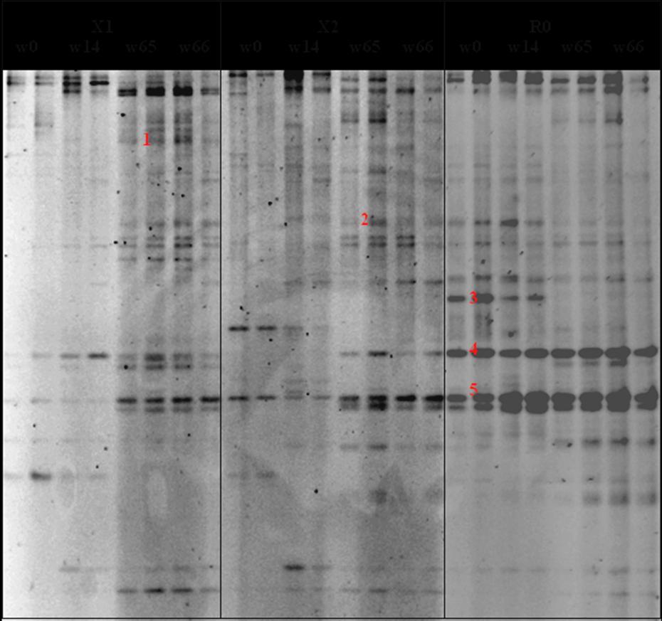 46 Pri analizi lakaznih genov proteobakterij z DGGE smo v vseh bioreaktorjih opazili podobnost med časovnima točkama w0 in w14 (začetno stanje) ter w65 in w66 (končno stanje).
