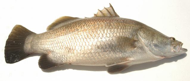 18 Mainstream Aquaculture Product Credentials Pack Mainstream s Products: Quality and Differentiation Whole Barramundi We offer whole fish in