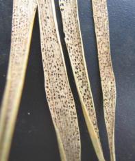 Puccinia graminella is known to be autoecious (whole life cycle on host), it can cause severe damage to N.