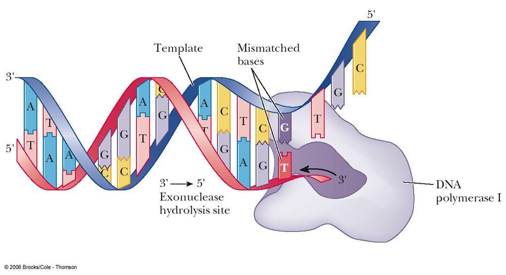 DNA polymerase I proofreading removes nucleotides