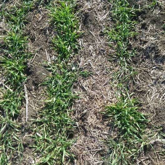 INTRODUCTION Successful hybrid fall rye production relies on effective planning.