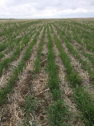 These differences significantly impact production techniques and it is our pleasure to provide production tips to help growers have a great experience with hybrid fall rye.