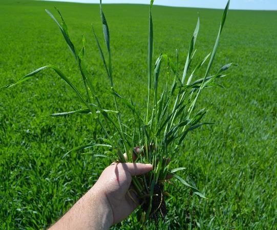PEST MANAGEMENT In hybrid fall rye, much of the weed management is completed in fall at seeding. In many cases no further crop protection in spring is required.