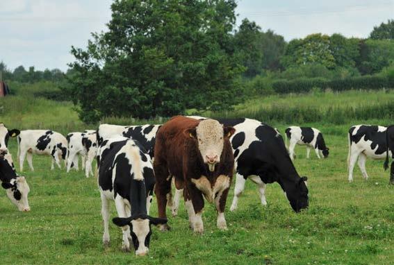 Meat Quality And What We Know The Industry Beef supply in the UK is changing Gradually increasing focus on beef from the