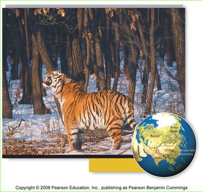 tigers Nearly became extinct due to hunting, poaching and habitat