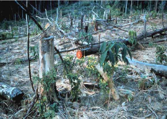 Causal factors of land degradation Human induced Deforestation Slash and burn Urbanization Land conversion for other uses