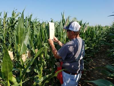 HYBRIDS... FOR EVERY FIELD! The team at Allied Genetics has a passion for corn production and it shows in our hybrids.
