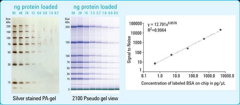 Protein Applications in Functional