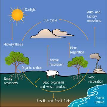 The Illustrated Carbon Cycle The carbon cycle is the process by which carbon is exchanged between the various geological systems of the Earth and its atmosphere.