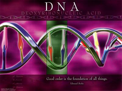 o http://www.hhmi.org/biointeractive/dna/ animations.