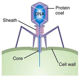 Hershey-Chase o Bacteriophage--virus that can