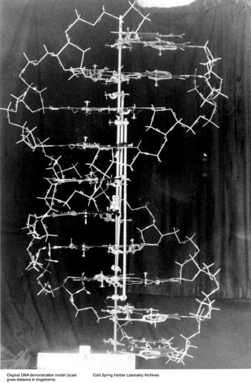 the first model of the DNA The Double Helix