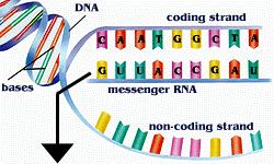 information from DNA to ribosome o Ribosomal RNA