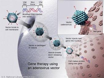 Gene Therapy o An absent or faulty gene is