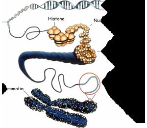 Chromosomes o Chromatin is DNA tightly coiled around proteins called histones