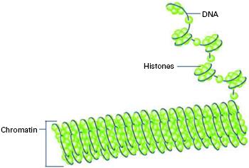 DNA strands o Uses one strand of DNA as a template to compose a strand of RNA