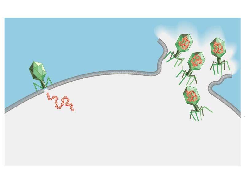Figure 11.3 Virus protein coat Host cell membrane Virus DNA 1. Start of infection. Virus DNA enters host cells. Protein coat does not.