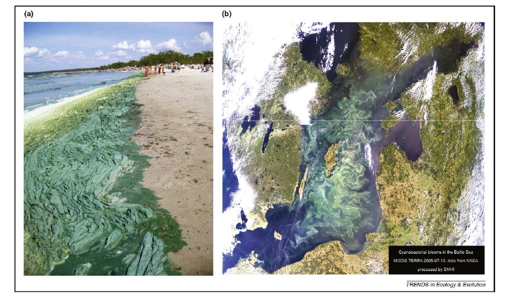 Harmful algal blooms (HABs) Ø Red tides in US coastal waters created almost $500 million in economic costs between 1987 and