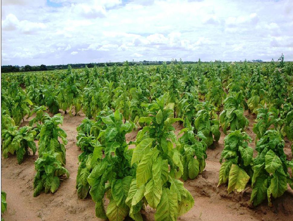 To establish the veracity of this thinking, numerous trials were promptly set up at Kutsaga. The immediate aim was to evaluate the susceptibility of the tobacco aphid to the then registered aphicides.