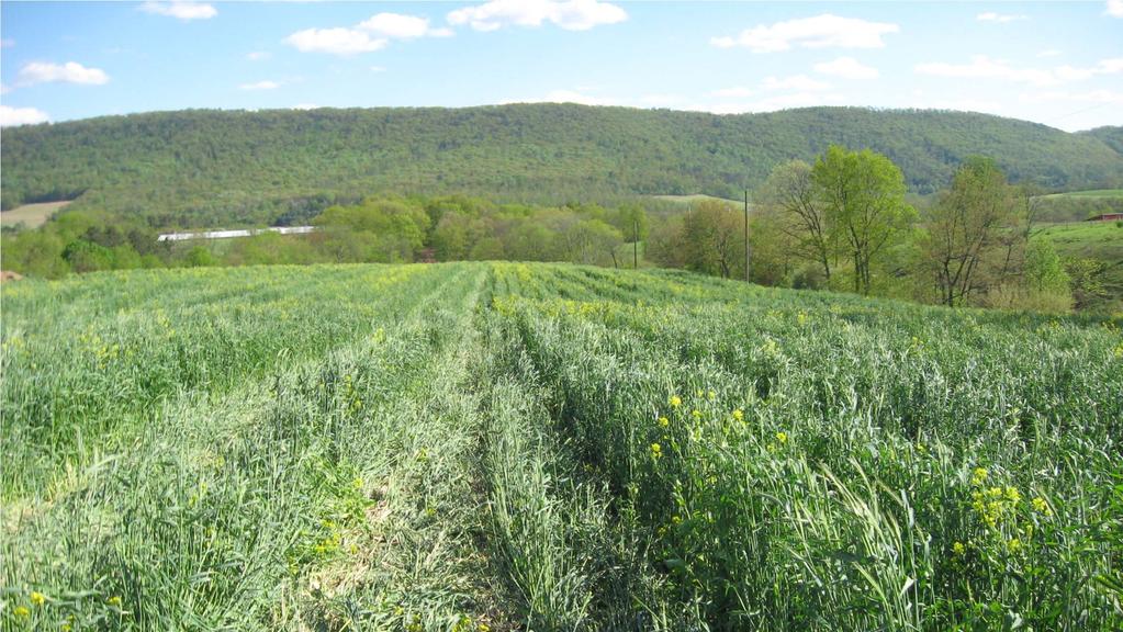 Cover crops need not be