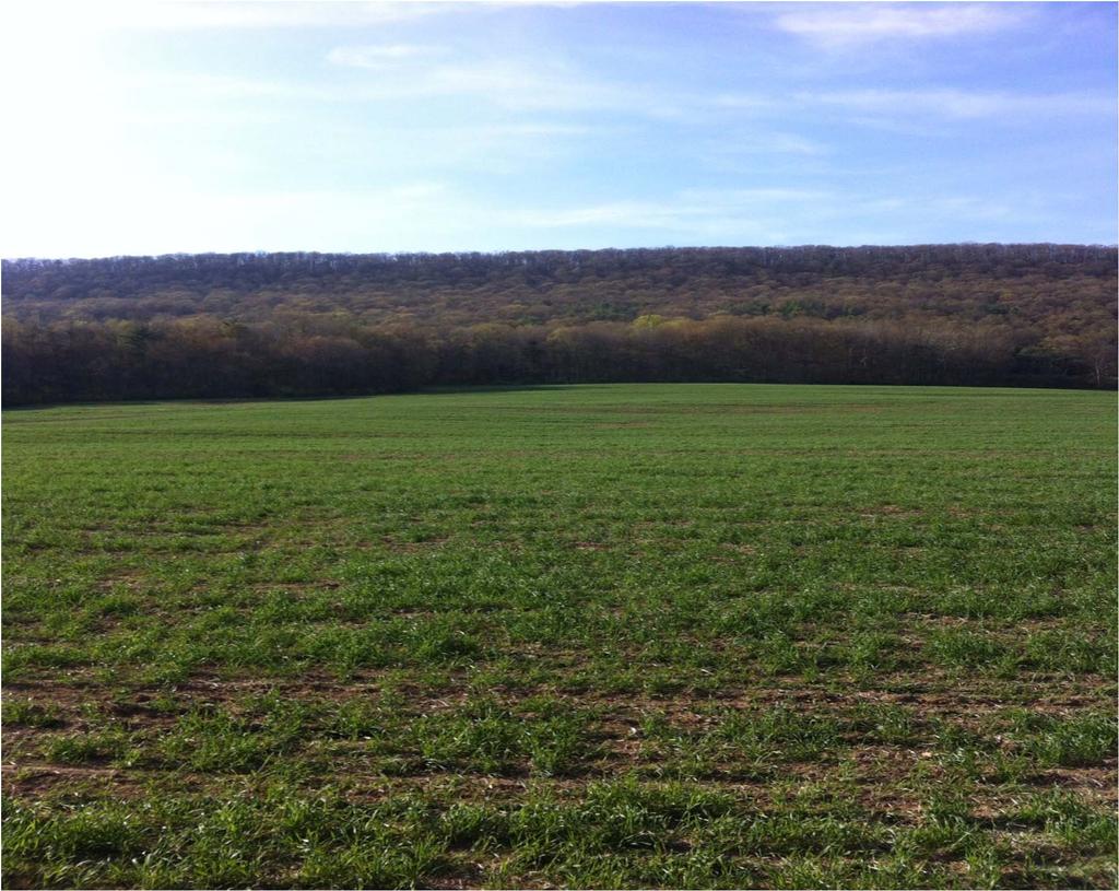 Cover crop of rye following soybean