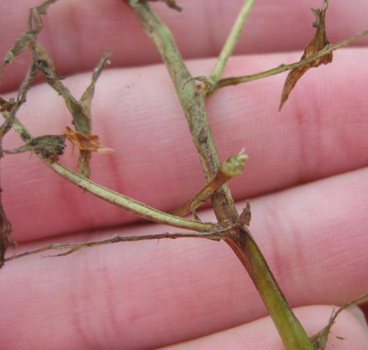 Anthracnose of lentils Caused by Colletotrichum truncatum There are two races of