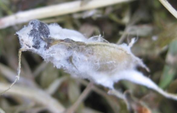 White mould and grey mould Most commonly develops later
