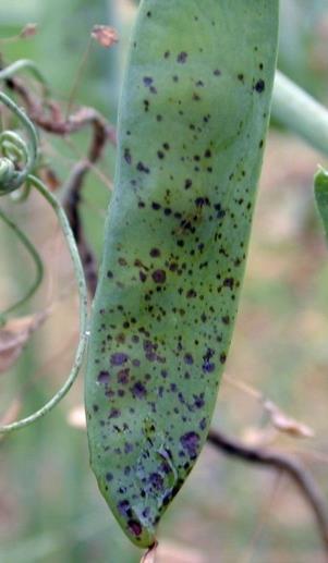 Mycosphaerella blight of peas