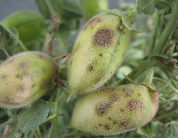 Managing fungicide resistance Can occur when selection pressure is placed on a fungal population Risk of resistance is highest when: Fungicides with a single mode