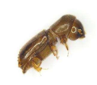 Agriculture Enforcement Alerts Three Live Scolytidae Intercepted in Firewood El Paso, Texas Land Border Cargo