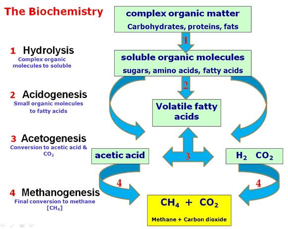 ANAEROBIC DIGESTION (Biochemical conversion) Consists of 4 stages involving different consortia of micro-organisms.