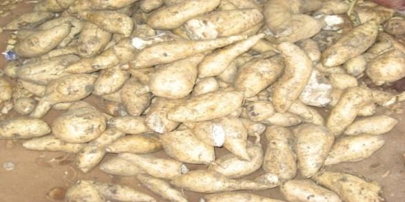 NUTRIENT UPTAKE AND YIELD OF EXOTIC SWEETPOTATO (Ipomea batatas L.