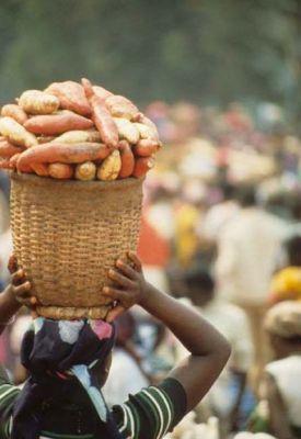 Its production reached 2,703,500Mt from an area of 933,500ha (FAOSTAT 2012) Nigeria is the second largest producer of sweet potato in Africa