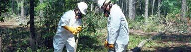 SPB Control: Cut & Spray Fell infested trees (no buffer)