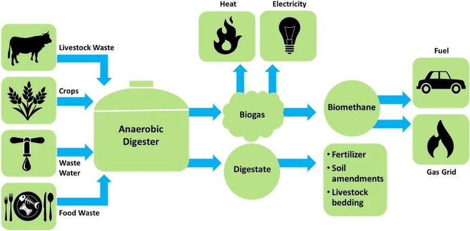The liquid and solid digested material, called digestate, is frequently used as a soil amendment. Some organic wastes are more difficult to break down in a digester than others.