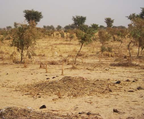 EXAMPLE: FMNR IN SAHEL Improves soil fertility and crop yields Provides animal fodder and