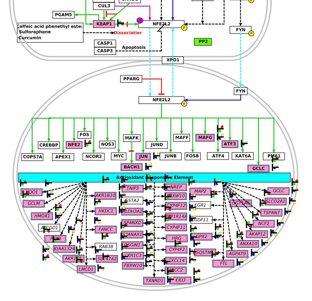 Keap1- Nrf2 Pathway: Transcriptome in GeneSpring
