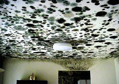 Reasons for Mold Growth on Building