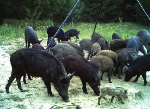 2015 Arkansas State Wildlife Grant Pre-proposals Pine Flatwood Habitat Management through Feral Hog Control To Benefit Species of Greatest Conservation Need Project Summary Ecological damage to high