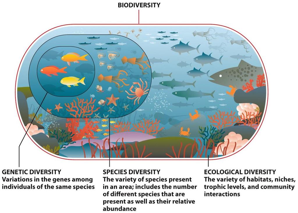 Biodiversity benefits humans and other species More biodiversity = increased ability to adapt to changing conditions Tropical regions and rain forests around the world hold extremely high